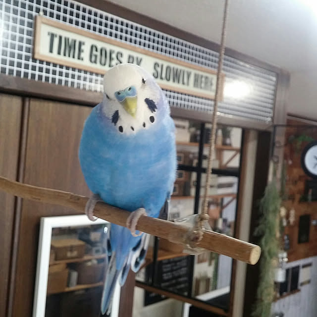 opiopiopiさんの実例写真