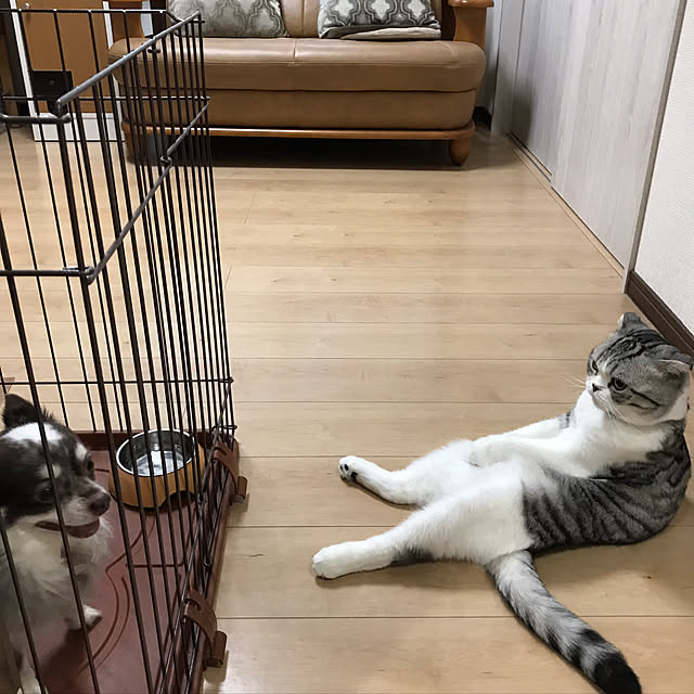 Dahliaさんの実例写真