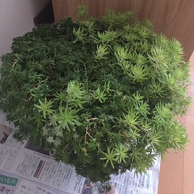 kaoriさんの実例写真
