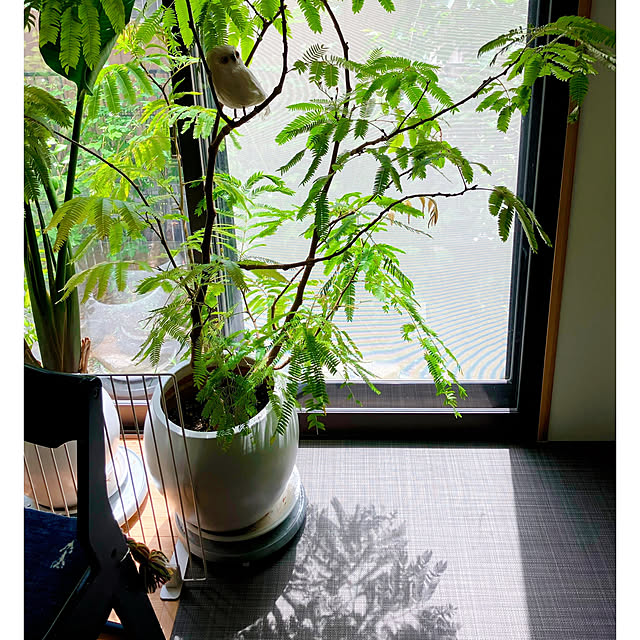 akanekoさんの実例写真