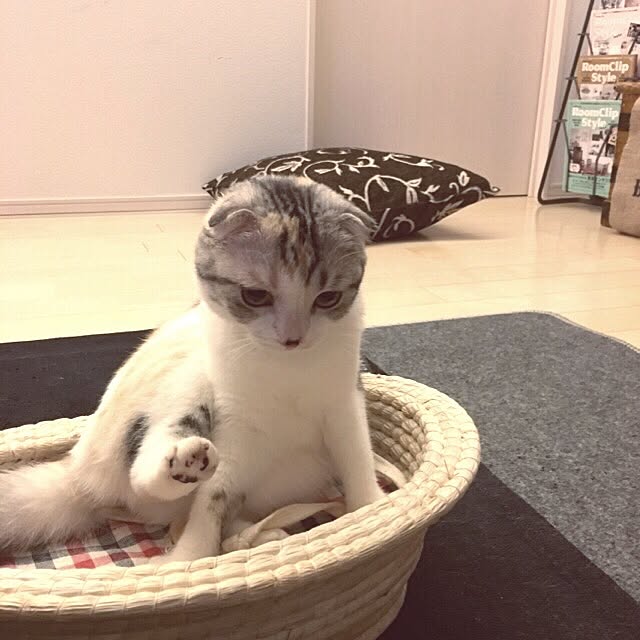 yokkochanさんの実例写真