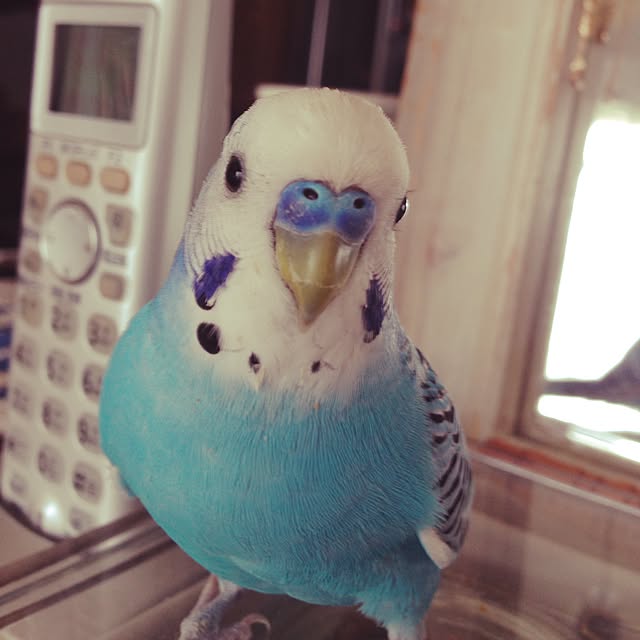 chiyaさんの実例写真