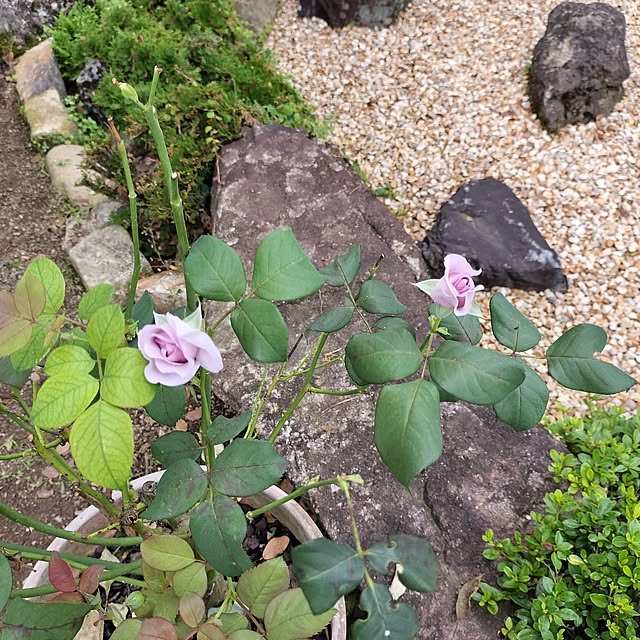 sumimarumiさんの部屋