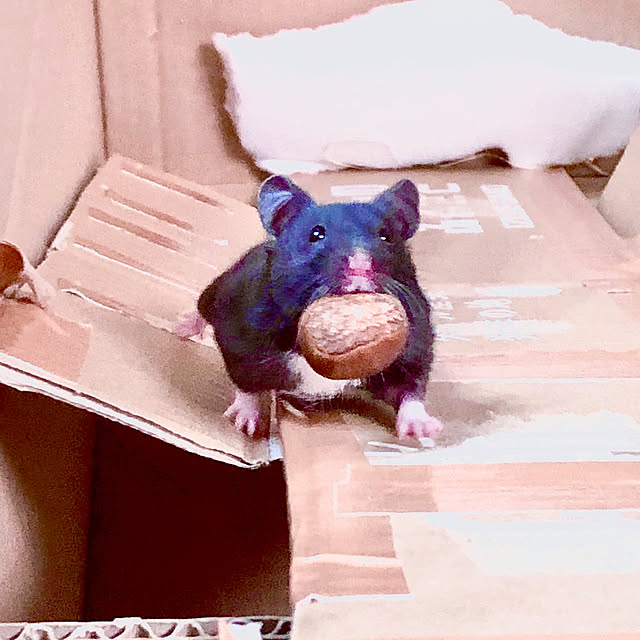 hiroさんの実例写真