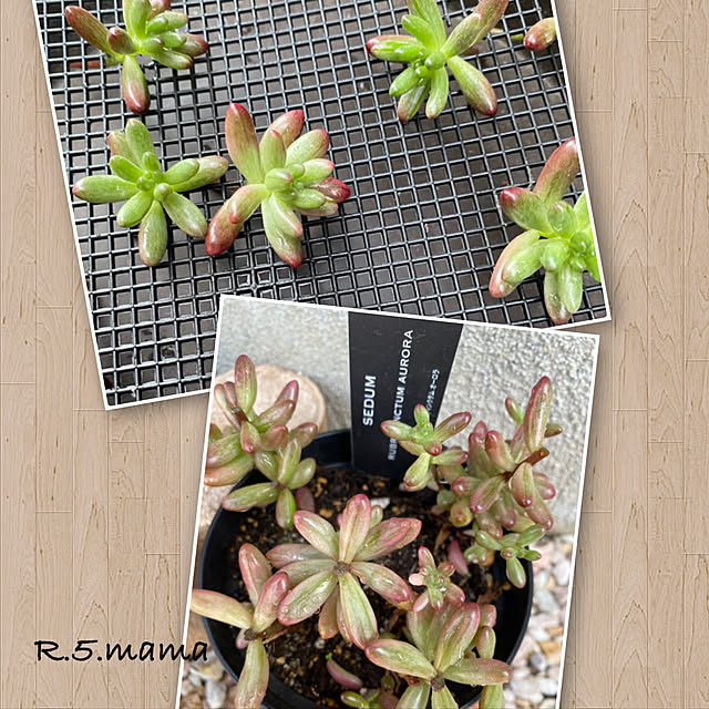R.5.mamaさんの実例写真
