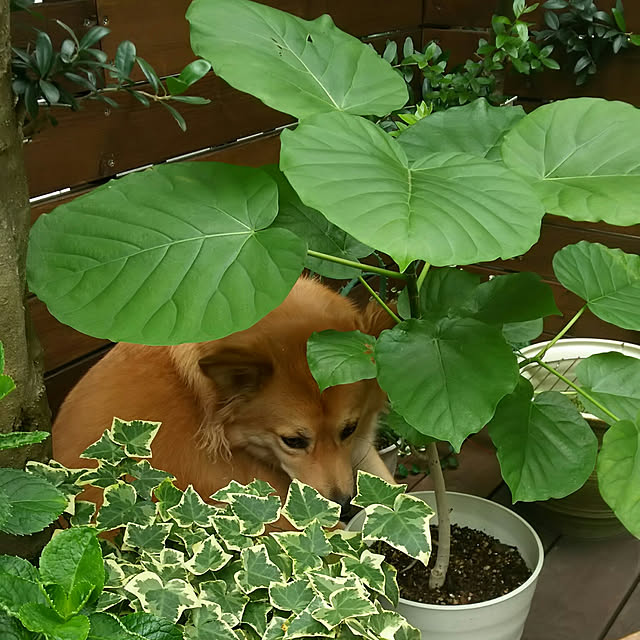locolocoさんの実例写真