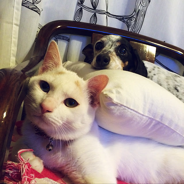 chocolatさんの実例写真