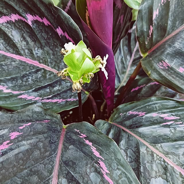 hanachanさんの部屋