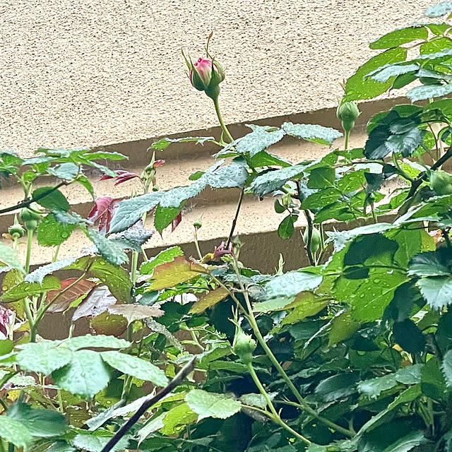 asako.10さんの部屋