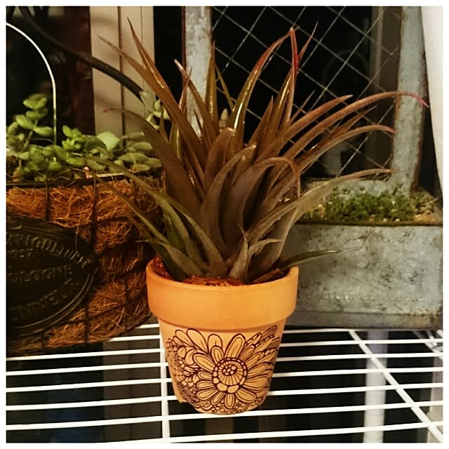 akkoさんの実例写真