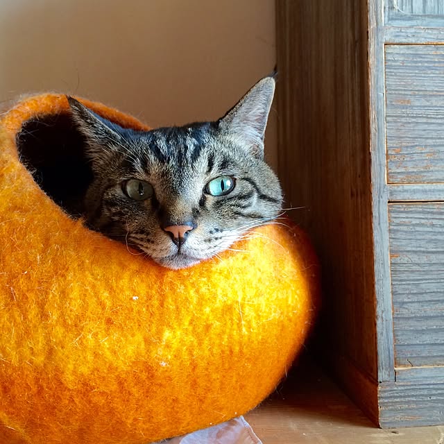 tampopoさんの実例写真