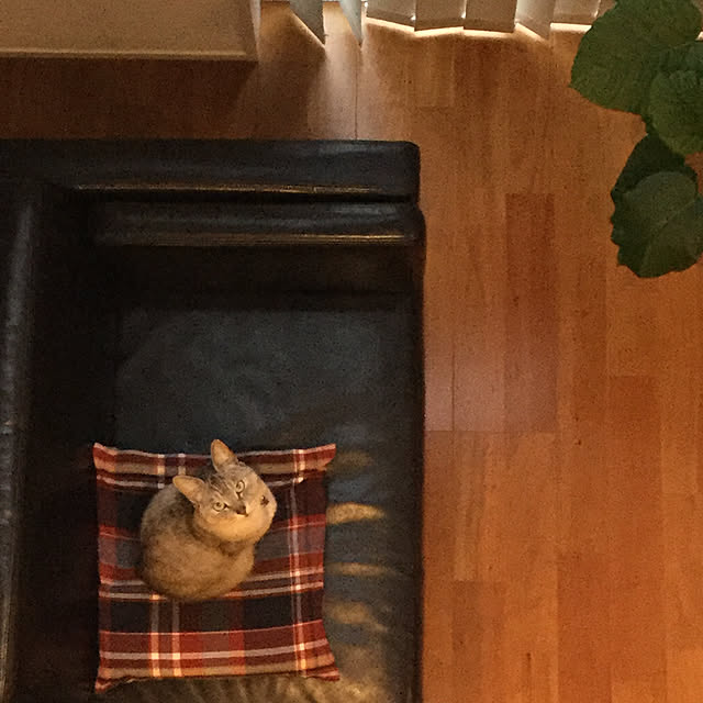 maroさんの実例写真