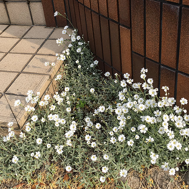 chikaさんの実例写真