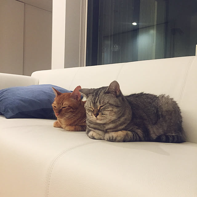 funikoさんの実例写真