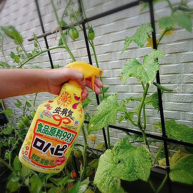 Gomaさんの実例写真