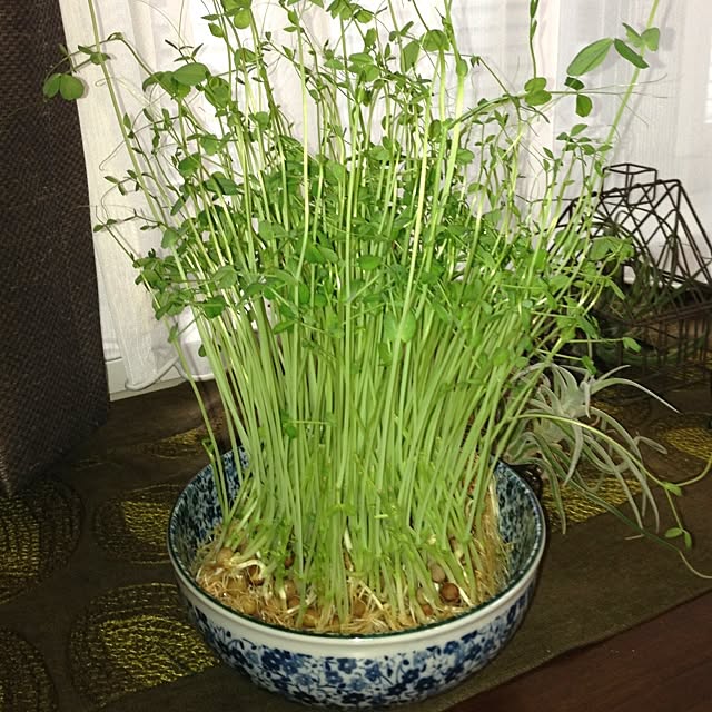 simbaさんの実例写真