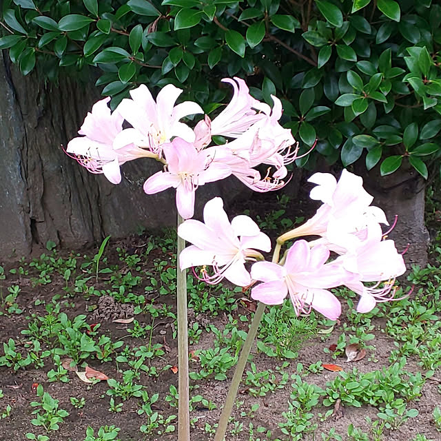 YUKOさんの実例写真
