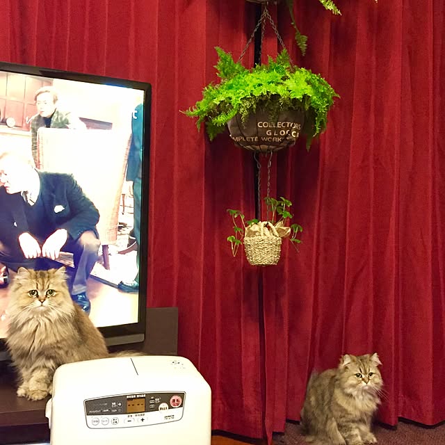butachanさんの実例写真
