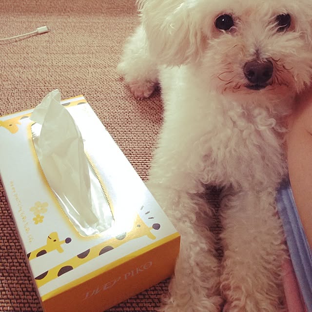 mikahanさんの実例写真
