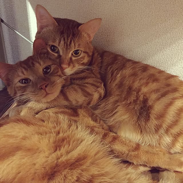 junさんの実例写真