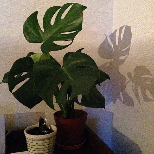 aknb08さんの実例写真