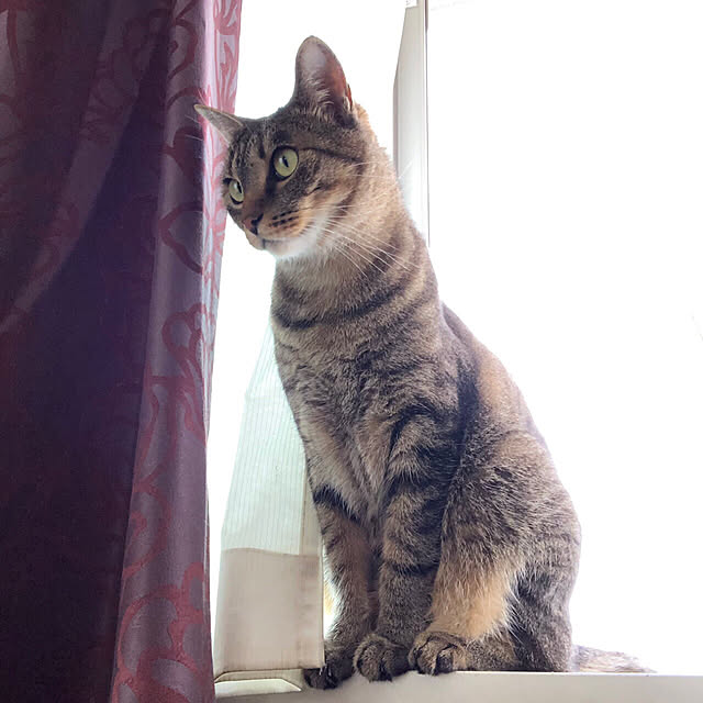 mikomaruさんの実例写真