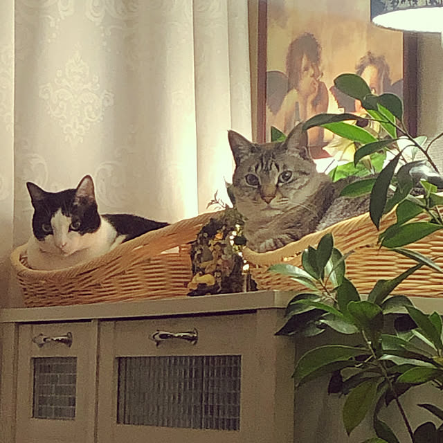 実例写真