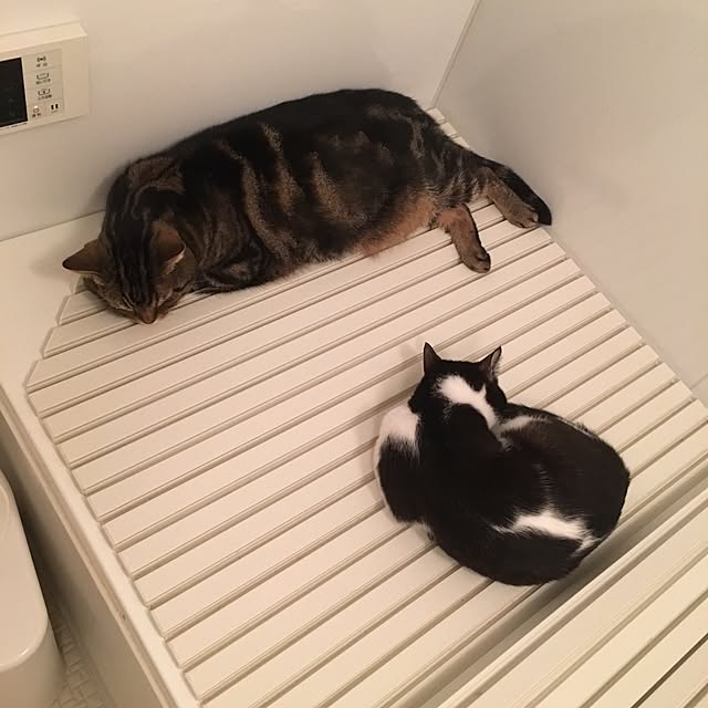 mikomaruさんの実例写真