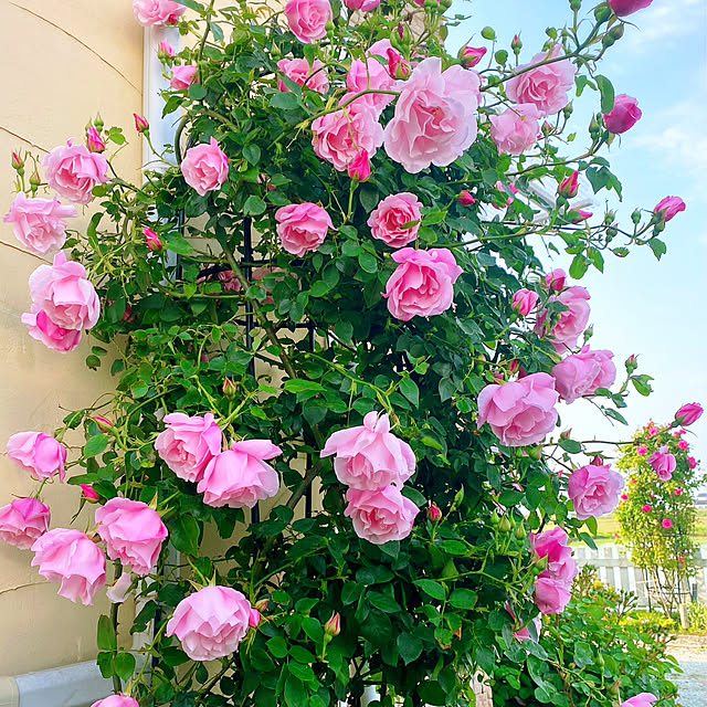 HappyRoseさんの実例写真