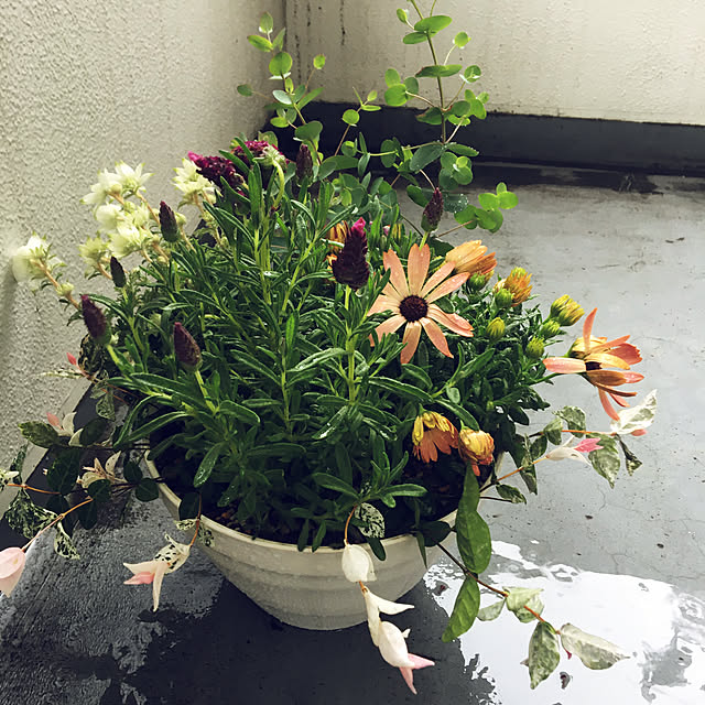 horikoさんの実例写真