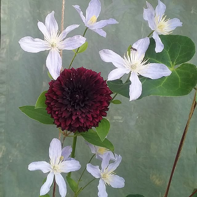 yukkoさんの実例写真