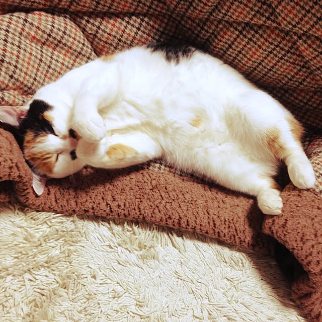 Kinanさんの実例写真