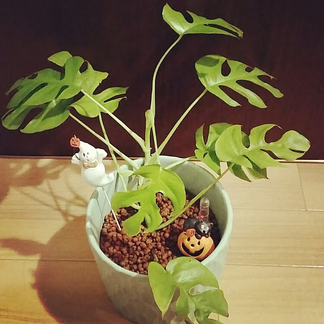 emiiii5さんの実例写真