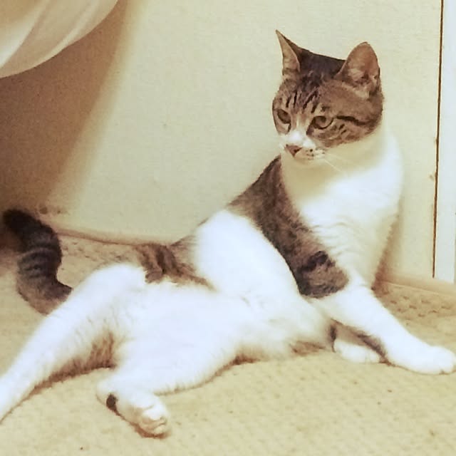 nora_koさんの実例写真