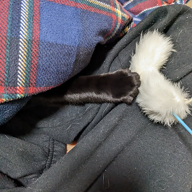 asaさんの実例写真