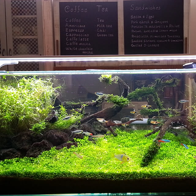 greencafeさんの実例写真
