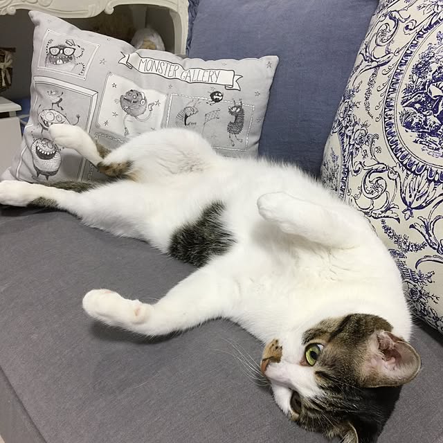 yuchiさんの実例写真