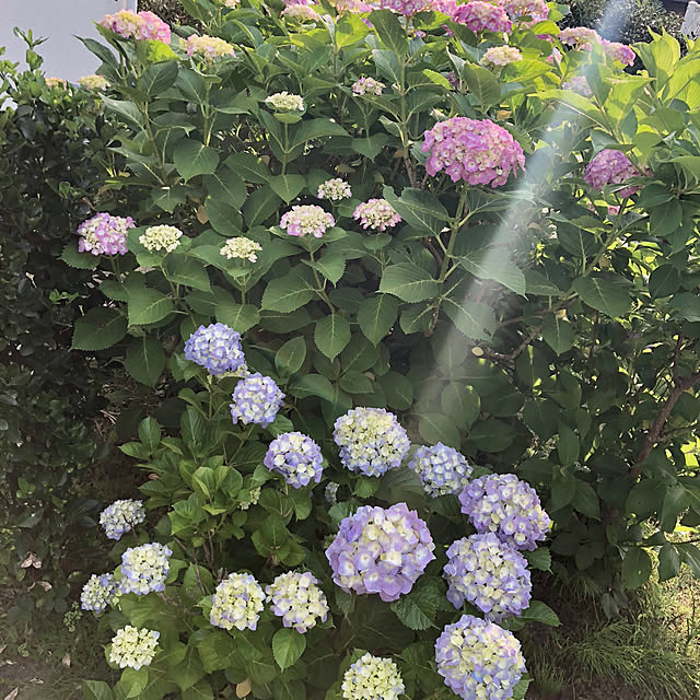 suzyさんの実例写真