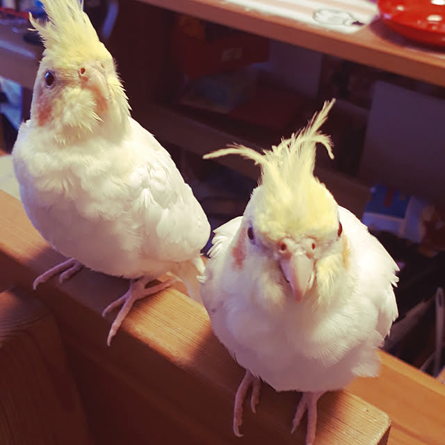 ANTENNAさんの実例写真