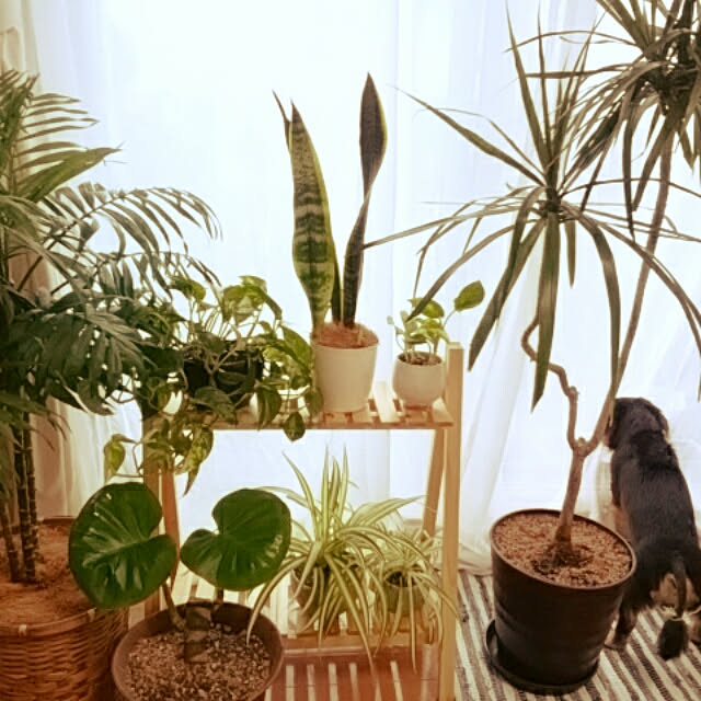 reonさんの実例写真