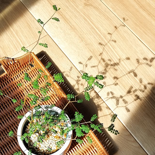 pecoさんの部屋