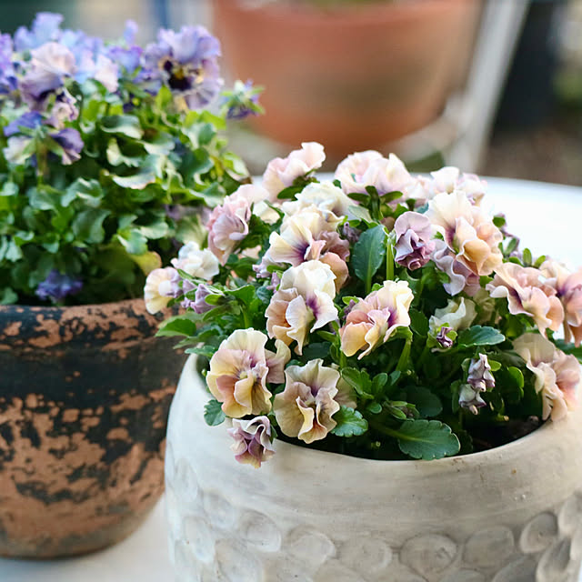 rokokoさんの部屋