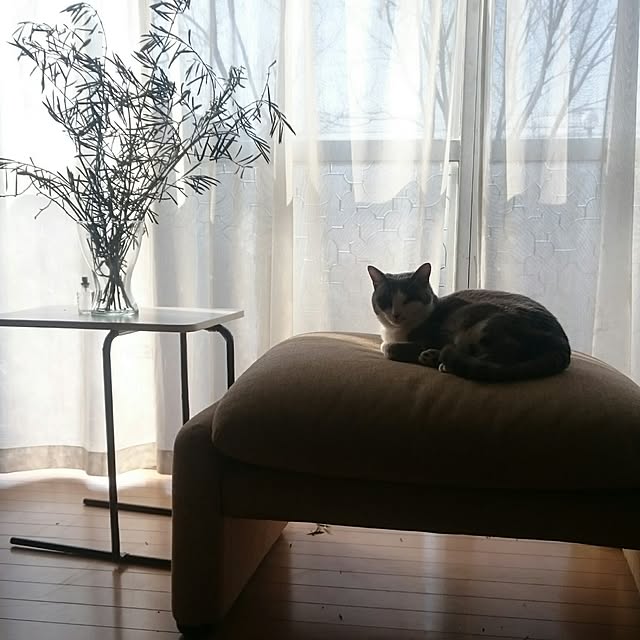 chicchiさんの実例写真