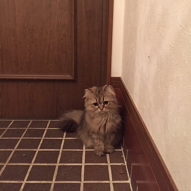 butachanさんの実例写真