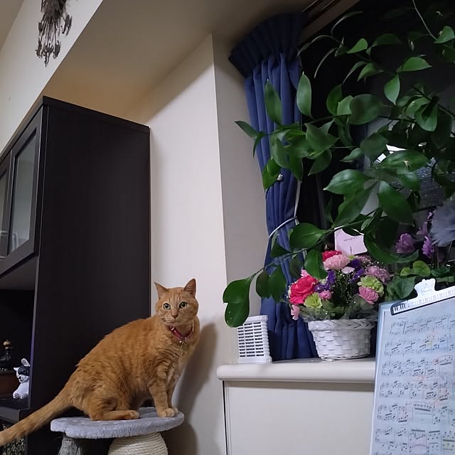 NOAHさんの部屋