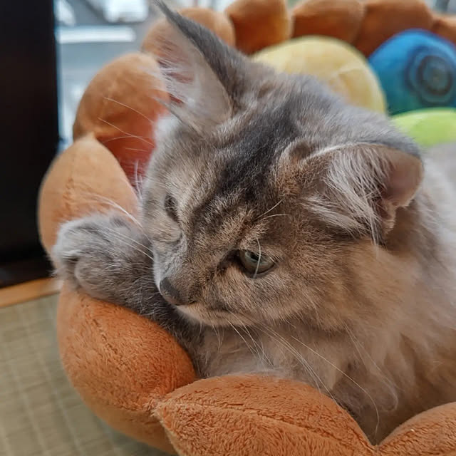 puttyさんの実例写真
