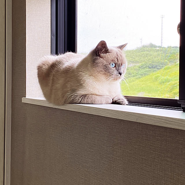gingerwynksさんの実例写真
