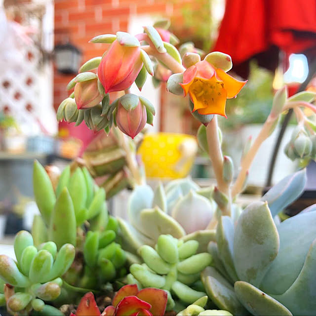 **yuu**さんの実例写真