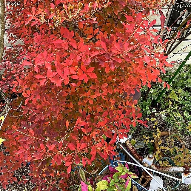 min_nimさんの実例写真