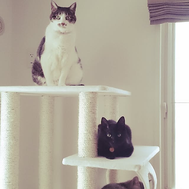 arutotoさんの実例写真